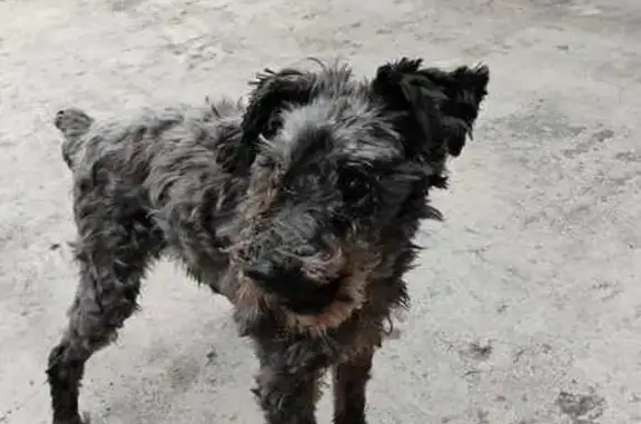 Perro perdido: pequeño, negro,...