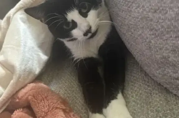 Missing cat Buffalo, photo: Lost Cat: Unique Thumbs, Loring Ave