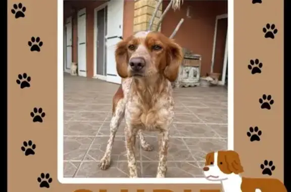 Chien perdu , photo : Épagneule Rousse Perdue à Montbazin