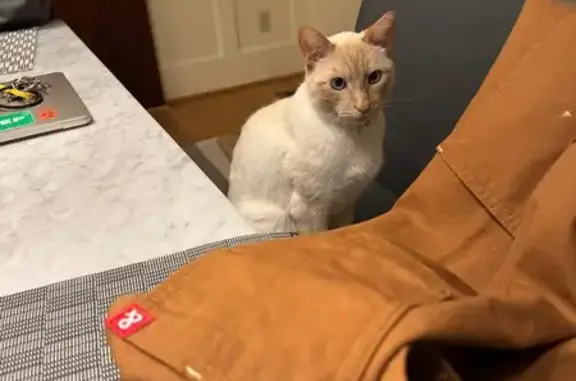 Missing cat Portland, photo: Lost Siamese Cat: Social & Talkative