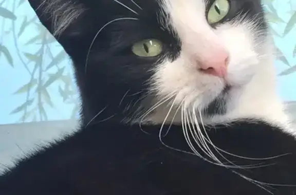 Animaux perdus , photo: Chat perdu : noir/blanc, tache sous menton