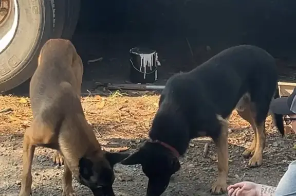 Found dog Marietta, photo: Found: 2 German Shepherds on Canton Rd