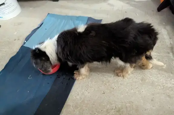 Chien trouvé Fontaine-le-Dun, photo: Chienne Cavalier King Charles trouvée à Fontaine-le-Dun