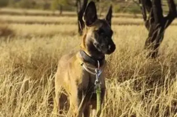 Perra Malinois Marrón Perdida en La Calahorra
