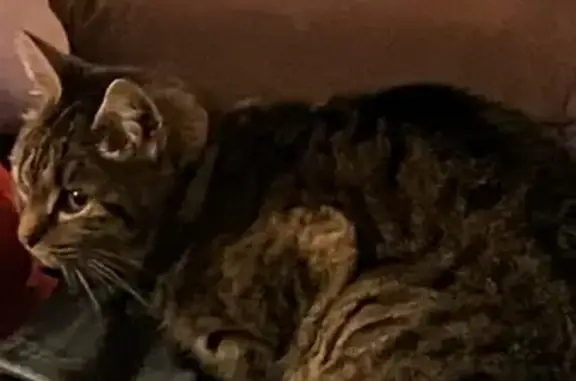Chatte tigrée perdue à Monein - photo