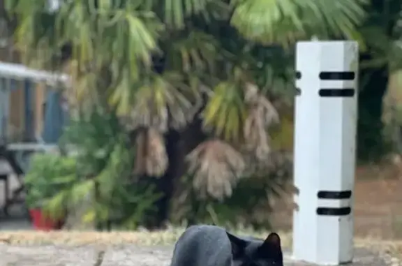 Animaux perdus Nouvelle-Aquitaine, photo: Chatte noire 4 mois perdue à Camiac-et-Saint-Denis