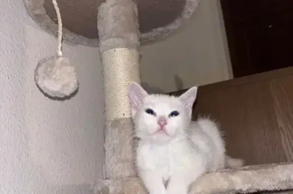 Gatito Blanco Sordo Perdido en Torrent