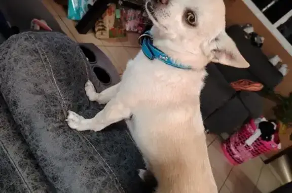 Animales perdidos , foto: Perro perdido: Collar azul, ojos miel