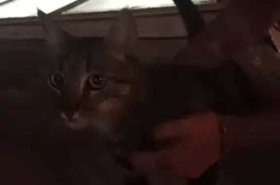 Gatita Gris Atigrada Encontrad...