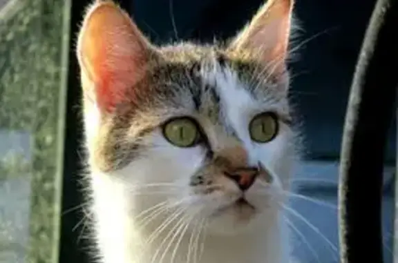 Animaux perdus Trégunc, photo: Chat perdu, tâche tête/nez, Trégunc