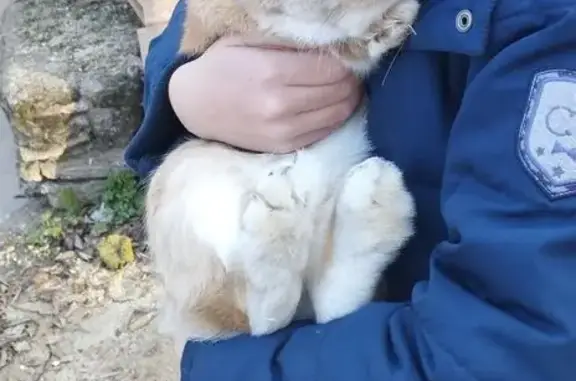 Animaux perdus Draguignan, photo: Lapin nain caramel perdu à Draguignan