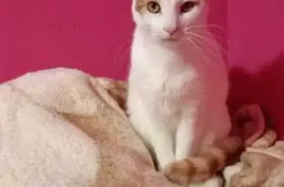 Gato Perdido: Blanco y Amarillo en Santa Cruz