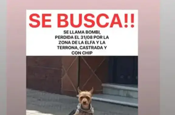 ¡Perro perdido! Yorkie cruzado en Andalucía