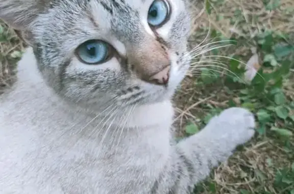 Chat perdu, Chauray, photo: Chatte perdue : Gaïa, 4 ans, yeux bleus