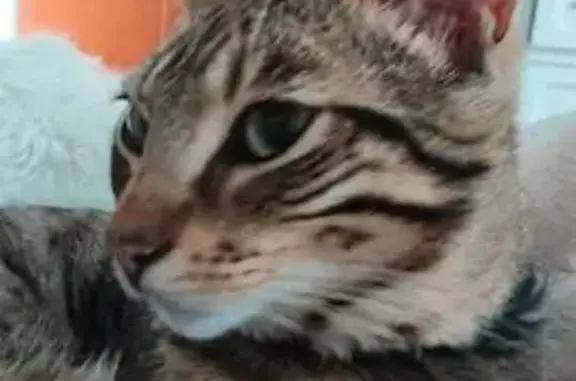 Gato Atigrado Perdido en Badalona: 2 Collares