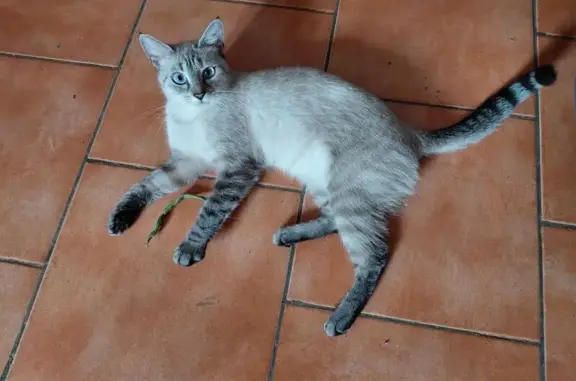 Animaux perdus Reims, photo: Perdue : Chatte Luna, 1 an, type siamois