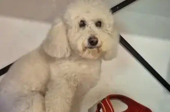 Perro Perdido: Caniche Blanco en Barcelona