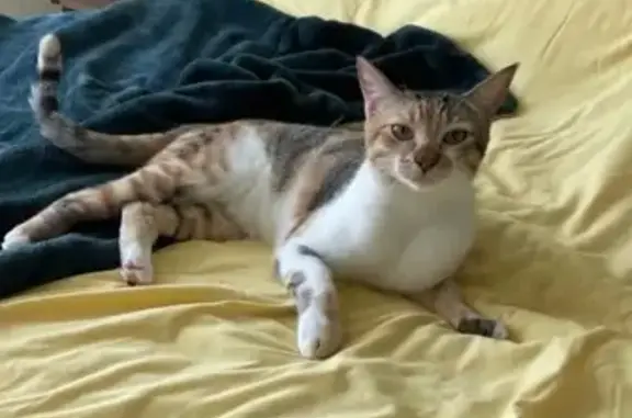 Missing cat St. Petersburg, photo: Lost Calico/Tabby Mix in St. Petersburg