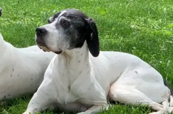 Perro perdido: Bella, sociable y juguetona