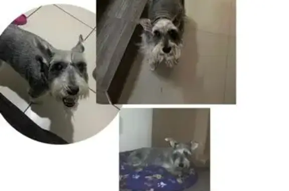 Perrita Schnauzer Gris Perdida...