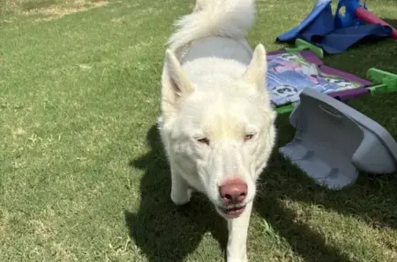 Found dog Haslet, photo: Found: White Husky with Blue Eyes in Texas
