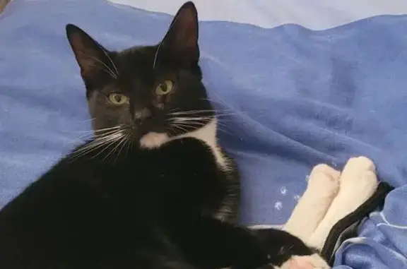 Help Find Izzy: Missing Cat in...