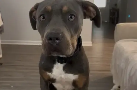 Lost Dog in Manakin-Sabot: Help Find!