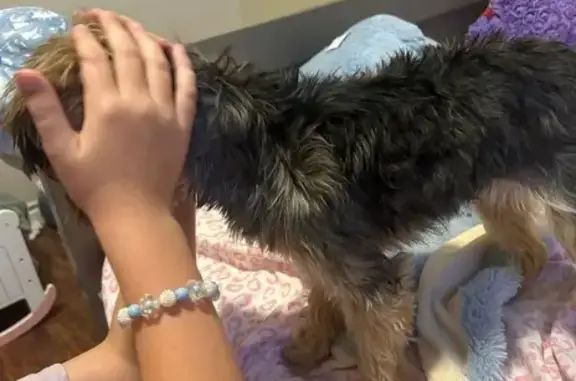 Lost Dog Alert: Caramel Missing in West Point
