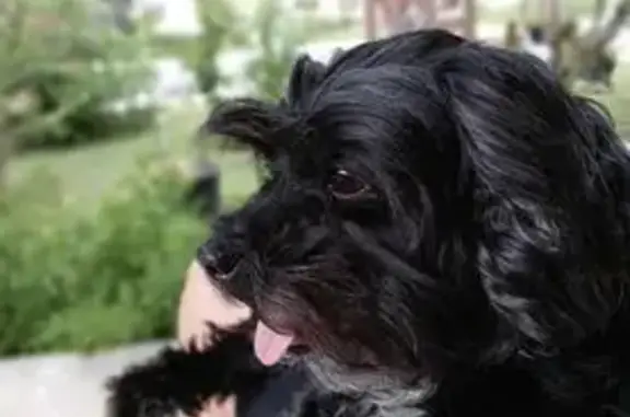 Help Find Our Lost Black Maltese, 11!