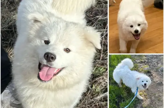 Lost Fluffy Dog: Hamilton St, Medford