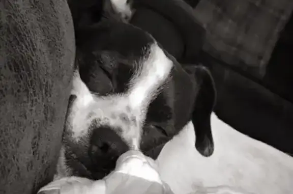 Lost Jack Russell Mix in Alabama: Help!