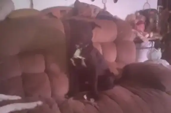 Lost: Playful Lab-Pit Mix in Page Twp