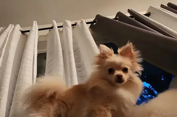 Help Find Our Nervous Fluffy Pup!