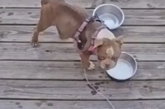Lost French Bulldog: Cookie in Covington