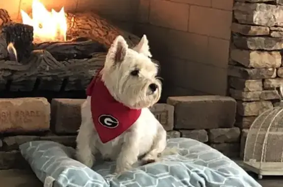 Lost Dog: Blue Collars, Ivy Circle Area