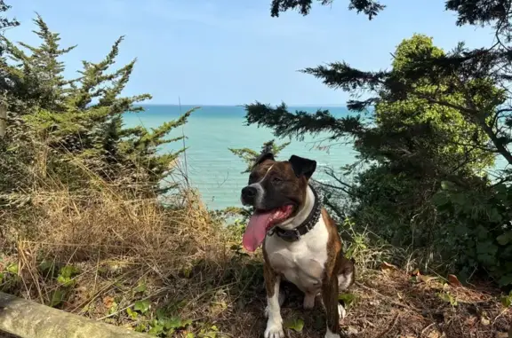 Chien perdu , photo : Chien perdu à Saint-Maurice (IDF)