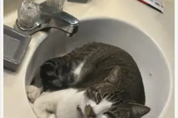 Lost Cat: Gray with Unique Markings