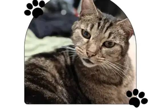 Missing cat Huon Valley, photo: Missing Tabby: Beloved Pet in Huon Valley