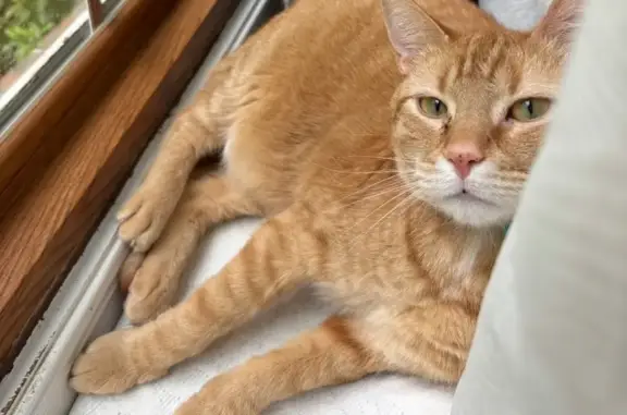 Lost Orange Cat on Pinyon Ln, VA