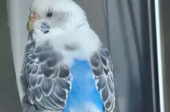 Lost pets Denver, photo: Lost Blue & White Bird: Sky in Denver