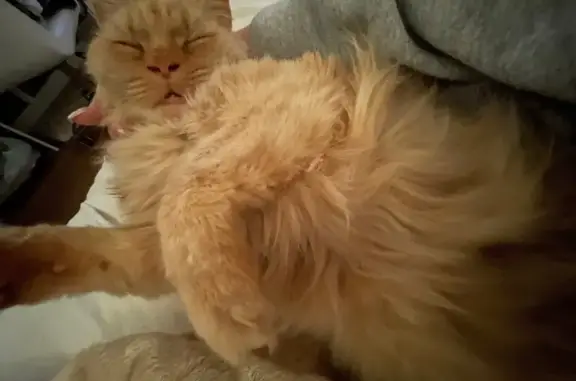 Friendly Lost Cat: North Rd, Bridgeport