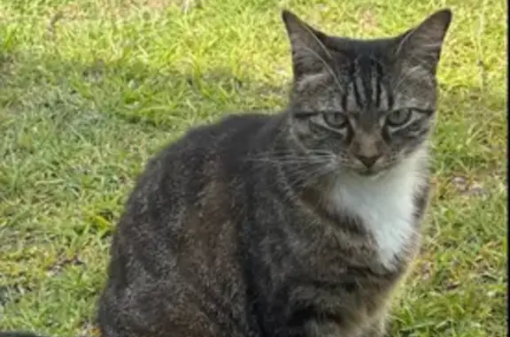 Lost: Striped Cat 'Shadow' in Canterbury