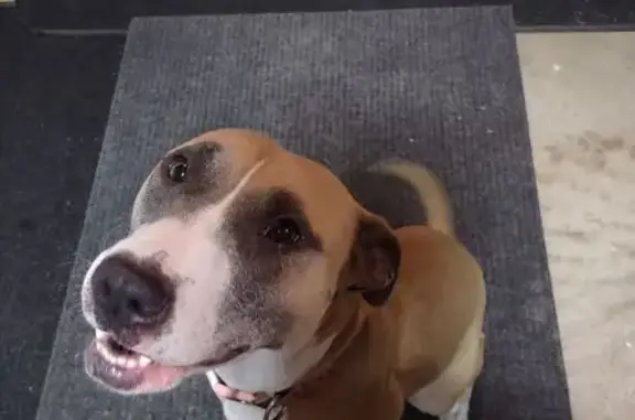 Found dog Benton Harbor, photo: Friendly Boxer Mix Found on Maple Lane