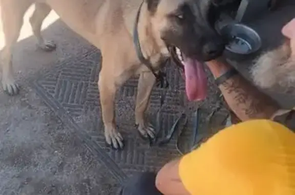 Found dog Tucson, photo: Sweet Lost Dog Found at Lakeside Park