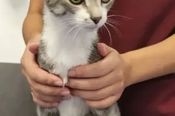 Chat trouvé Saint-Égrève, photo: Chaton femelle trouvée à Saint-Égrève