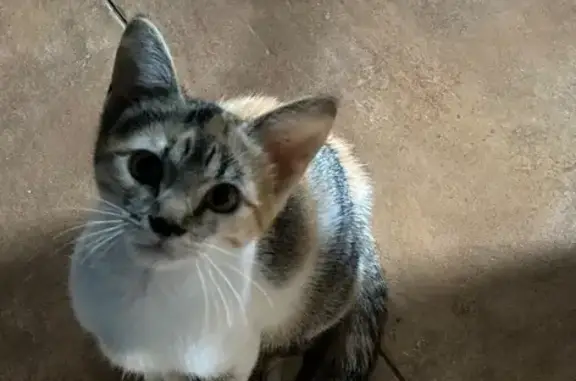Chat perdu, , photo: Chatte perdue à Cobonne : Ysis, petite et fine