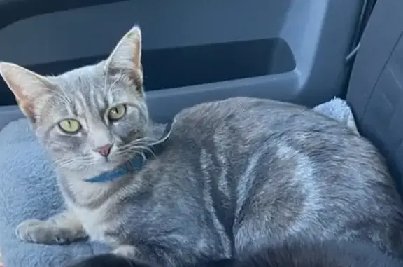 Animaux perdus , photo: Chatte grise perdue à Chiroubles