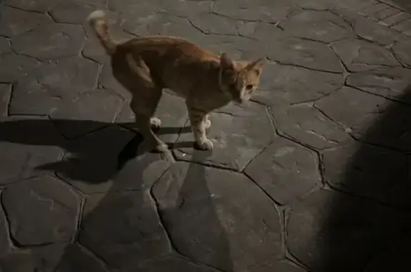 Gato Rubio Cariñoso Busca Su H...