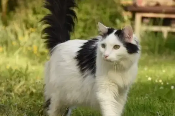Chat perdu : long poil blanc, queue noire - photo