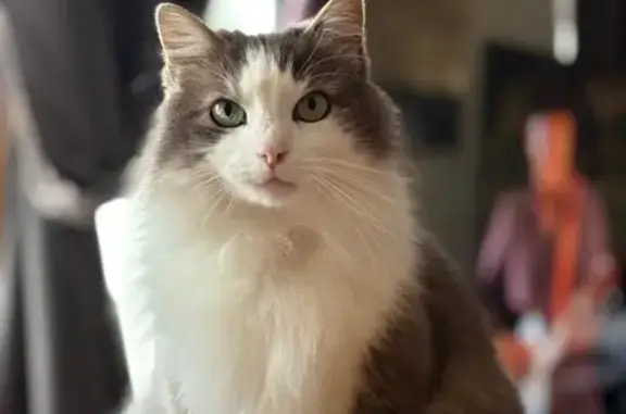 Chat perdu : Maki, angora gris et blanc - photo